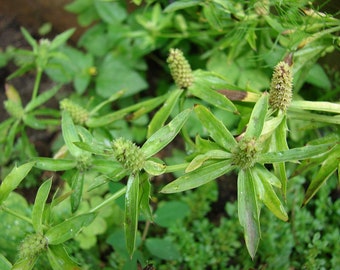 25 Seeds Eryngium foetidum, Long Coriander, Chinese Coriander, Stinking Panicaut