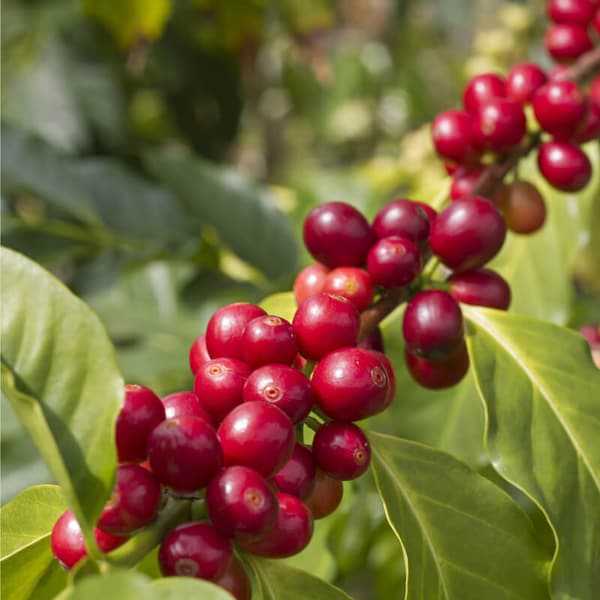 Sementes de café anão árabe, Coffea Arabica Nana