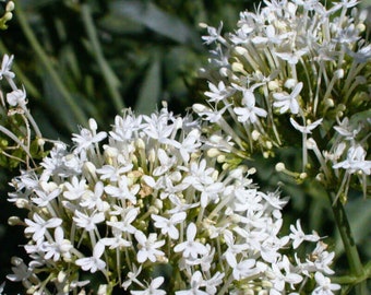 20 Seeds of Centranthus Ruber Albus, White Valerian