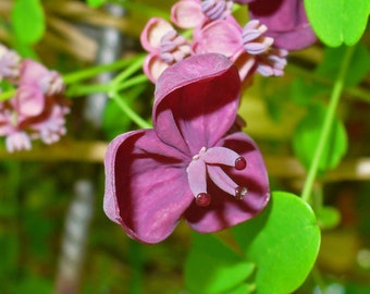 Graines Akebia quinata, Akébie à cinq feuilles