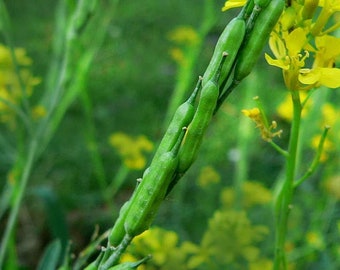200 Brassica Nigra-zaden, zwarte mosterd, zwarte mosterd