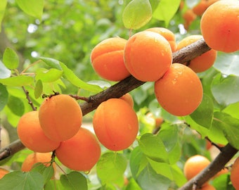 Apricot Seeds, Prunus Armeniaca