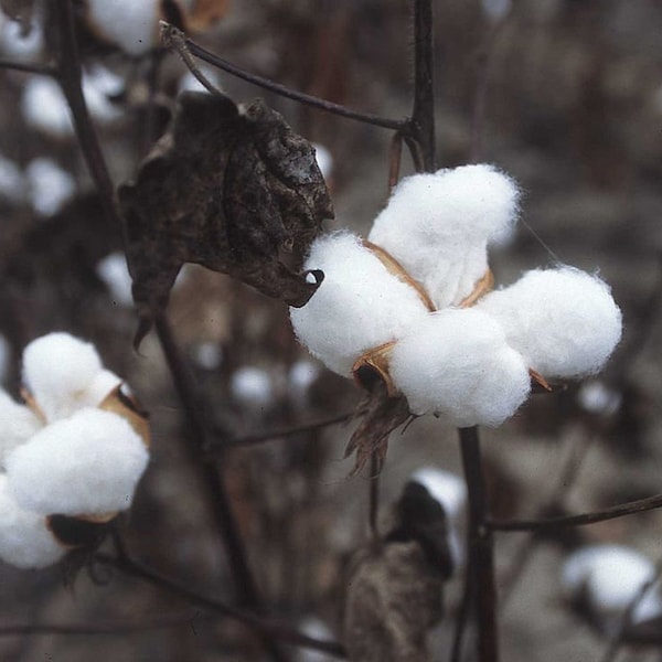 Graines de Coton Mexicain, Gossypium Hirsutum, Coton Pays