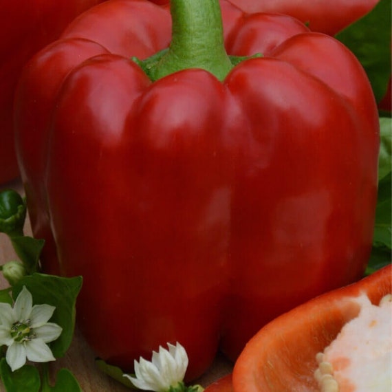 Capsicum annuum from Hungary Kurtovszka Kapia 20 Sweet Pepper Seeds ...