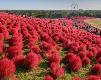 Puede incluir: Un gran campo de plantas rojas y tupidas, que cubren una ladera. Las plantas están dispuestas en filas, creando un paisaje vibrante y colorido. En la distancia, se puede ver una noria.