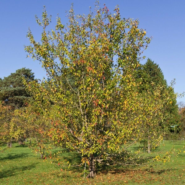 50 Wild Apple, Malus Sieversii, semillas de manzana de Kazajstán