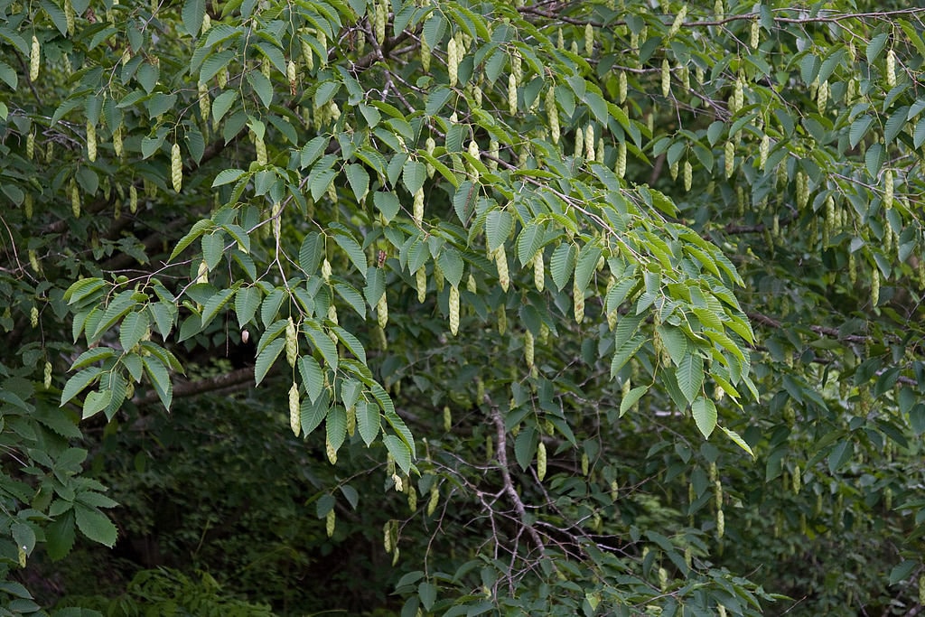 10 Graines de Carpinus Cordata