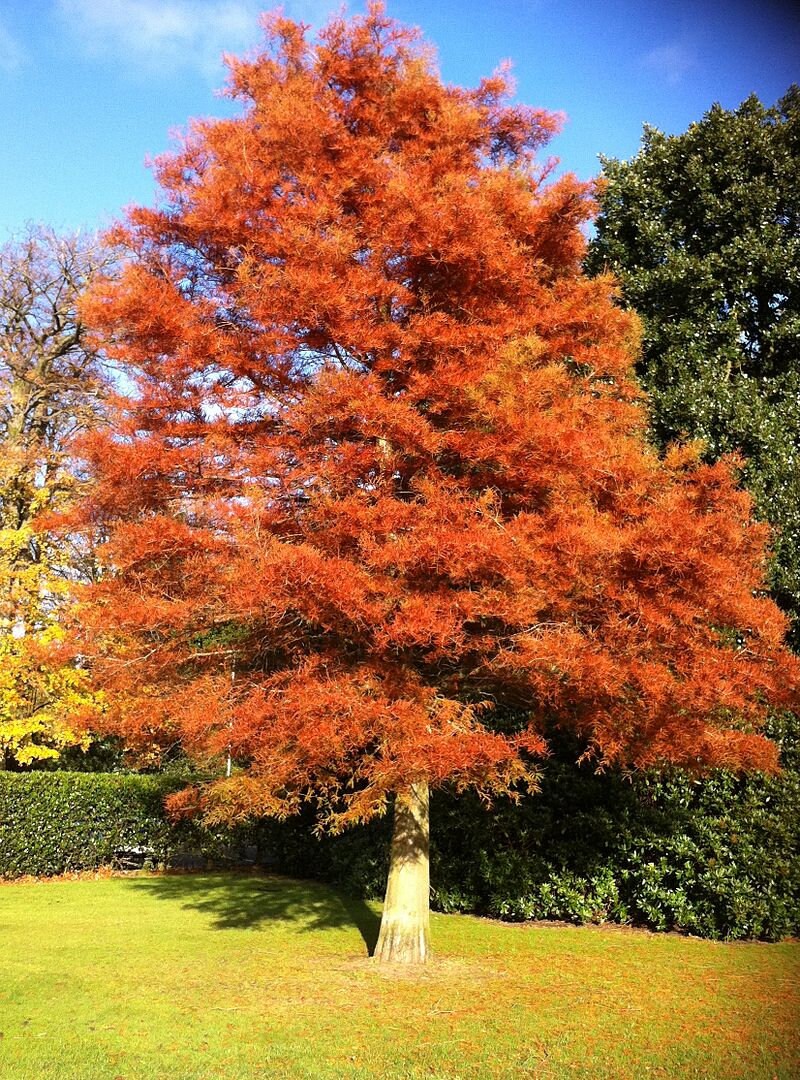 7 Graines Metasequoia Glyptostroboides, Sapin d'eau