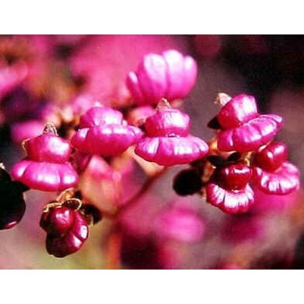 10 Graines Calceolaria Purpurea, Calceolaire