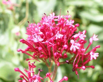 20 Graines de Centranthus Ruber Coccineus, Valériane Rouge