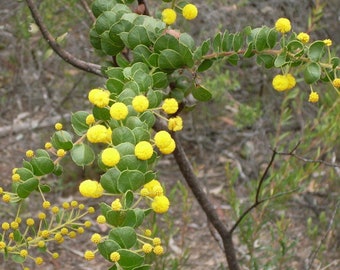 Acacia uncinata seeds