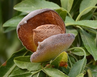 アーモンドシード、スイートアーモンド、Prunus Dulcisvar。 ガリーグ