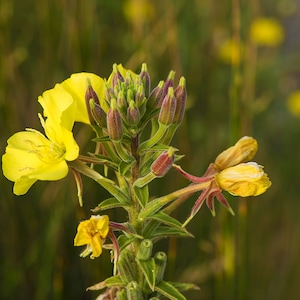 100 Samen Nachtkerze, Oenothera biennis