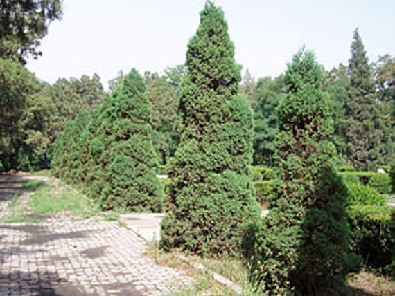 10 Graines de Genévrier Chine, Juniperus Chinensis