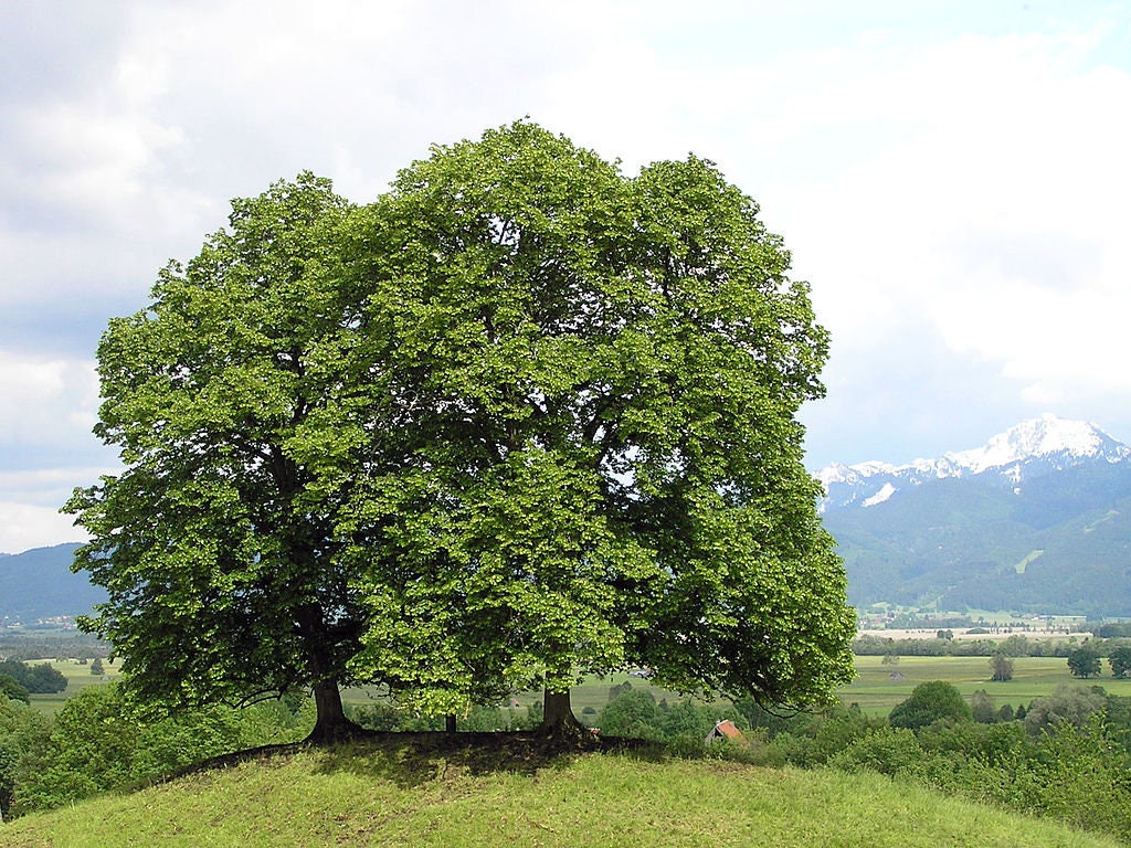 Tilleul, graines de Tilia cordata