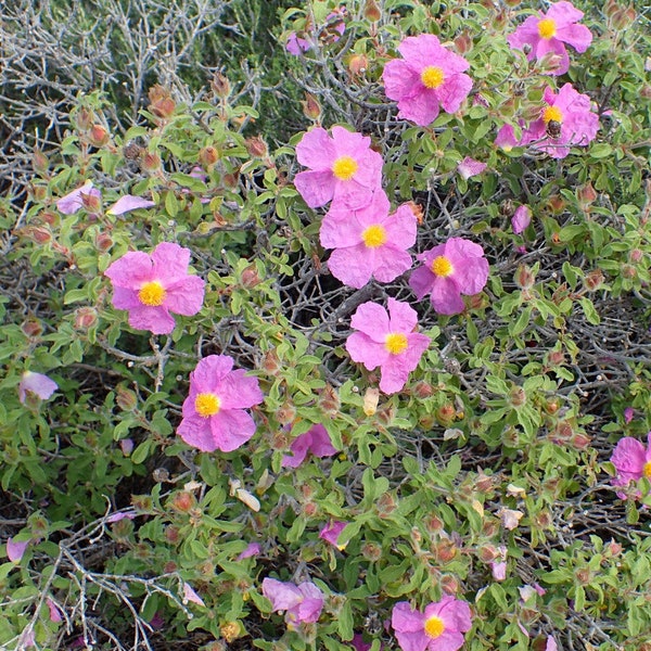 Seeds of Cistus creticus, Cistus of Crete