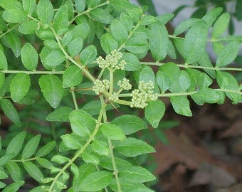 Graines Zanthoxylum Schinifolium, Poivrier de Sansho