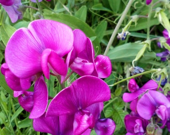 10 semi di pisello dolce, Lathyrus odoratus, pisello, pisello muschiato, pisello dolce