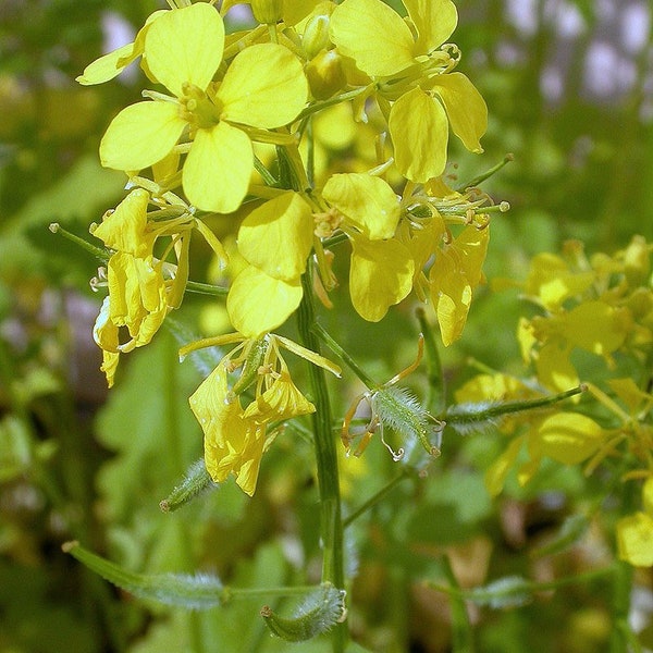 20 weiße Senfkörner, Sinapis alba