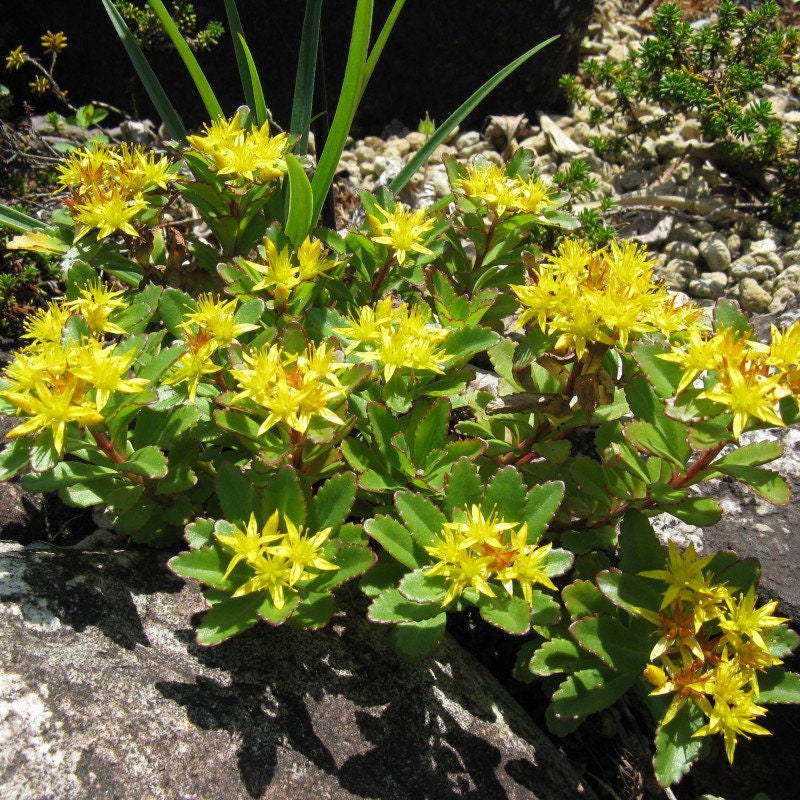 30 Graines Sedum Aizoon