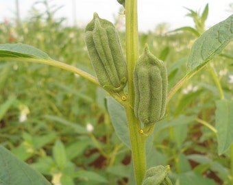 30 Sesamsamen, Sesamum indicum