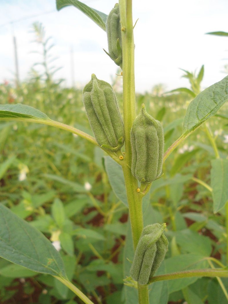 30 Sesame Seeds, Sesamum indicum image 1