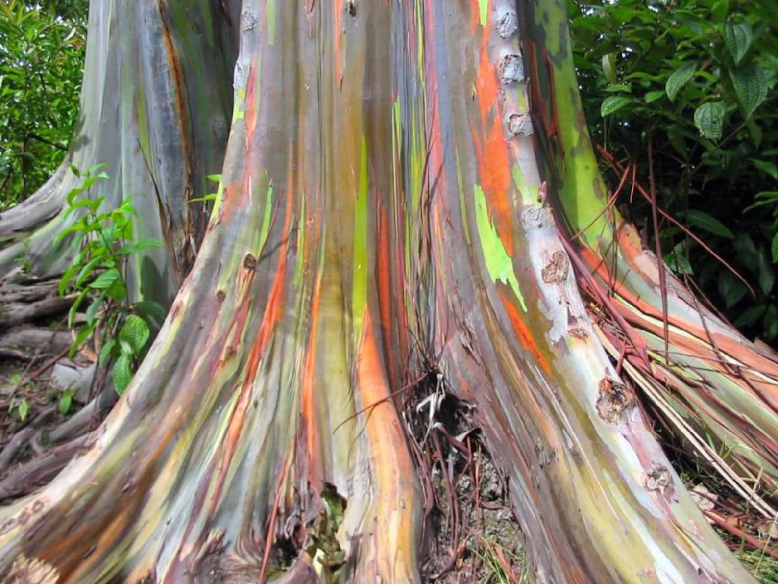 5 Graines Eucalyptus Arc en Ciel Eucalyptus deglupta idéal Etsy France