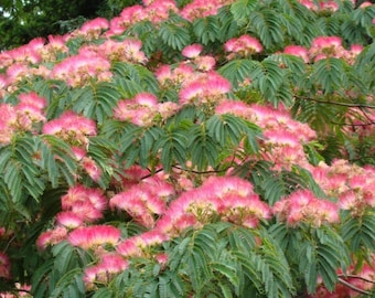 3 Albizia julibrissin Frön, Silkesträd, Akacia, Albizia