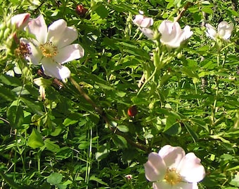 10 Rosa canina Seeds, Dog Rose, Hedge Rose, Dog Rosehip, Rosehip