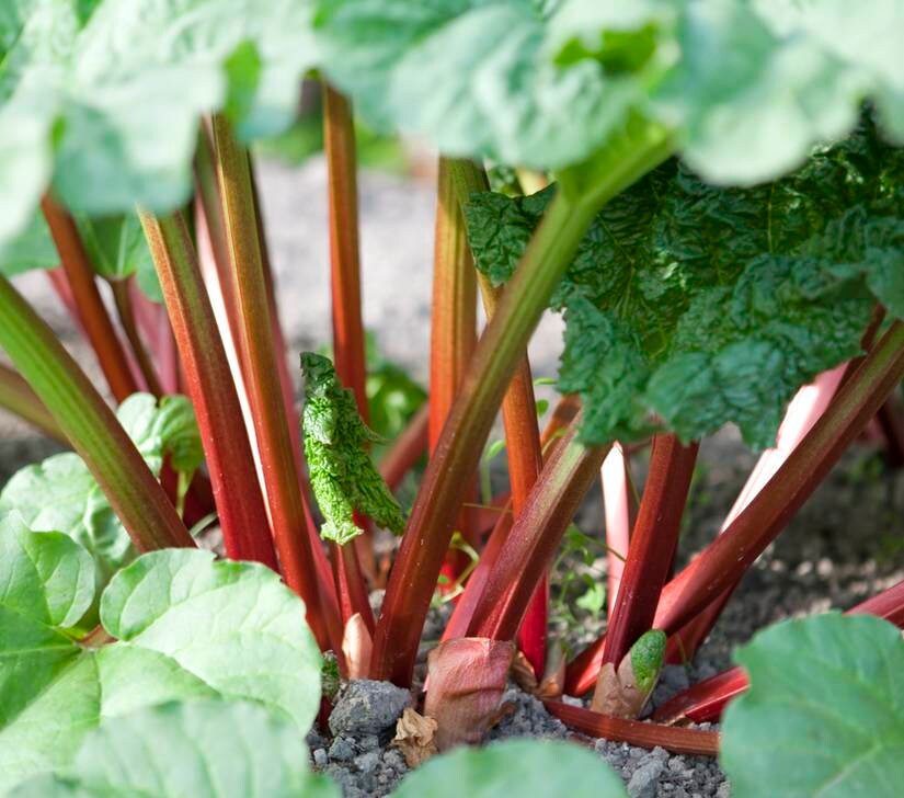 25 Graines de Rhubarbe Rouge, Rheum Rhaponticum