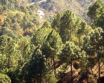 Seeds of Roxburgh pine, Indian pine with long leaves, Pinus roxburghii