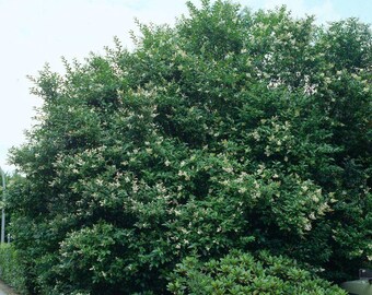 Liguster - Ligustrum ovalifolium - 25+ Samen W 166 - Etsy sterreich
