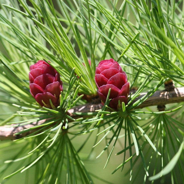 10 Samen amerikanischer Lärche, Tamarack, Larix laricina