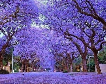 May include: A street lined with trees in full bloom, creating a tunnel of vibrant purple flowers. The trees have dark brown branches and trunks, and the ground is covered in a carpet of fallen petals.