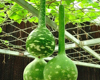 10 Pilgrim's Gourd Seeds, Lagenaria Siceraria Dipper