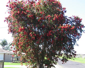 Callistemon viminalis Seeds, Weeping Bottle Rinse