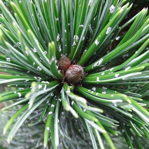 7 Seeds of Arista Pine, Pinus aristata image 1