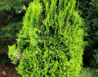 Könnte beinhalten: Nahaufnahme eines leuchtend grünen Nadelbaums mit einem Schild mit der Aufschrift "Thuja occidentalis 'Sunkist'"