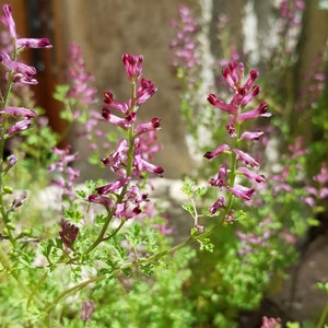 20 Samen von Fumaria officinalis, Fumitory officinalis