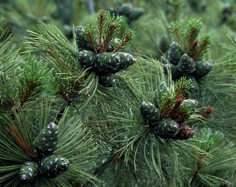 5 Seeds of Dwarf Siberian Pine, Pinus pumila