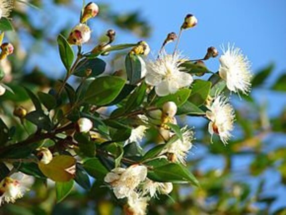 10 Graines de Myrte Commun, Myrtus Communis