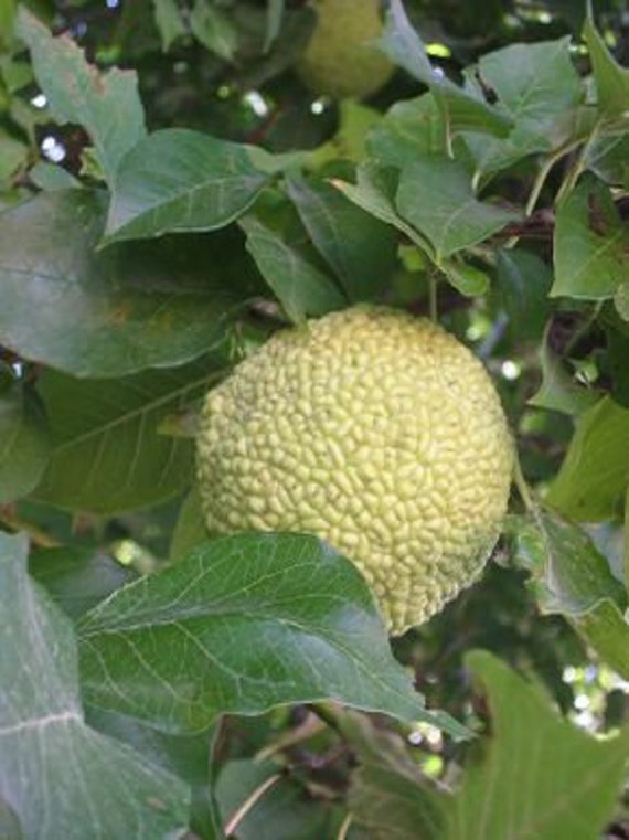 3 Graines de Oranger Des Osages, Maclura Pomifera
