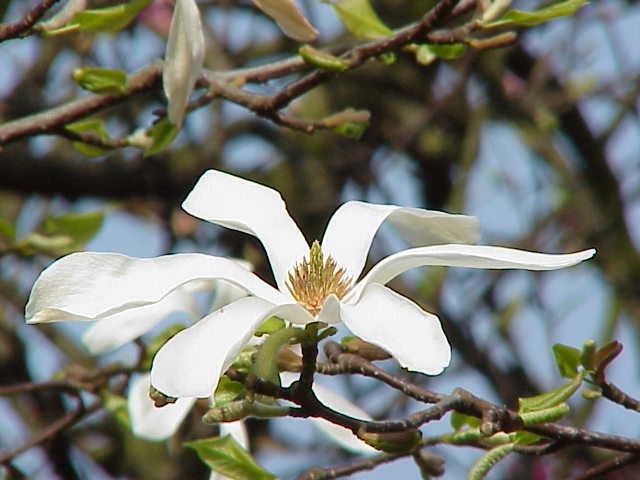 Graines Magnolia Kobus