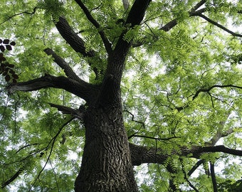 Black Walnut Seeds, American Walnut, Juglans Nigra