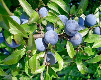 liguster 150-175 Liguster Ligustrum vulgare Atrovirens Hhe 175-200 cm Ballenware