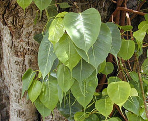3 Graines de Figuier Des Pagodes, Ficus Religiosa, Pipal, Ashvattha