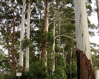 5 sementes de Eucalyptus grandis, goma rosa