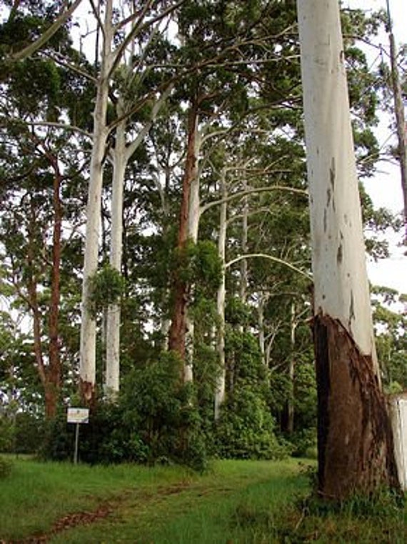 10 Graines Eucalyptus Grandis, Gommier Rose