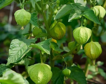 Tomatillo Purple Paars (PHYSALIS IXOCARPA) 10 Zaden - Heirloom Zaden - Foto 6