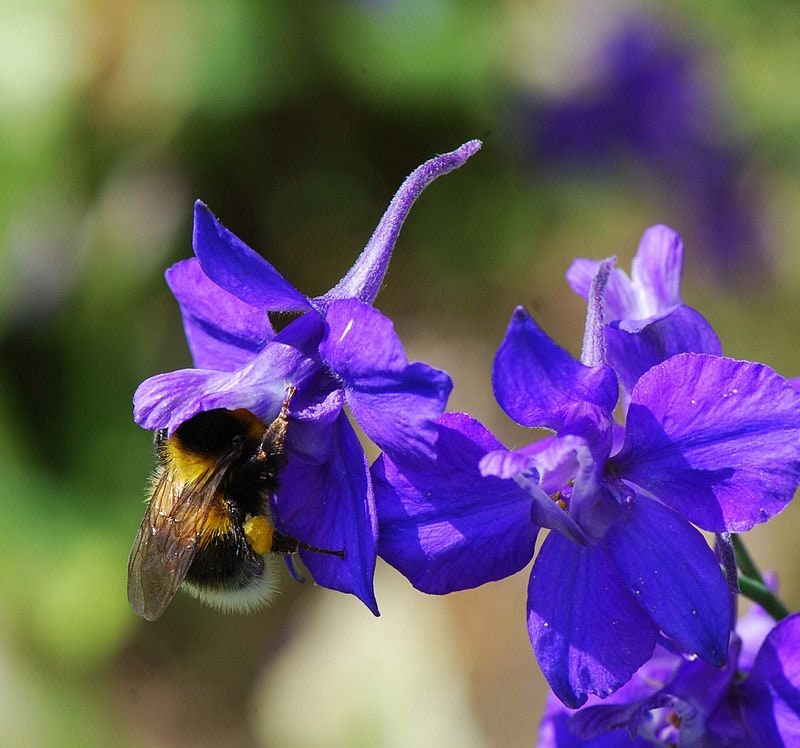 20 Graines de Pied d'alouette Des Jardins, Dauphinelle Cultivée, Delphinium Ajacis